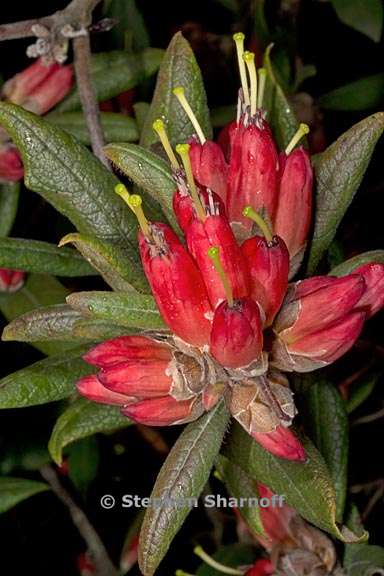 rhododendron spinuliferum subsection scabrifolia 5 graphic